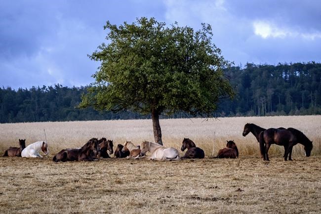Germans should emulate southern Europeans' siesta during heat waves, public health group says | iNFOnews.ca Germans should emulate southern Europeans' siesta during heat waves, public health group says | iNFOnews.ca