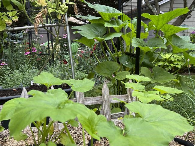 How to extend the growing season in your garden and get multiple veggie harvests | iNFOnews.ca