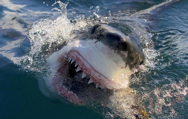 Jason Momoa hosts Discovery's 'Shark Week,' featuring feeding frenzies and junkie sharks | iNFOnews.ca Jason Momoa hosts Discovery's 'Shark Week,' featuring feeding frenzies and junkie sharks | iNFOnews.ca