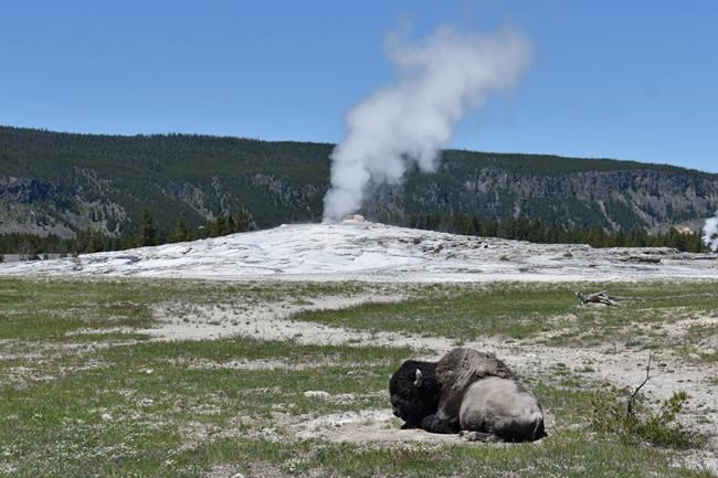 Arizona woman injured in Yellowstone bison attack says 'yes' to boyfriend's hospital proposal | iNFOnews.ca
