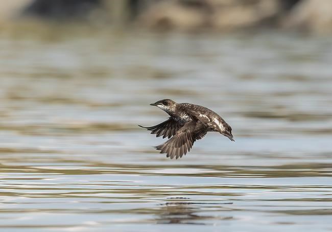 B.C. professor pushing plan to protect marbled murrelet habitat in old growth | iNFOnews.ca B.C. professor pushing plan to protect marbled murrelet habitat in old growth | iNFOnews.ca