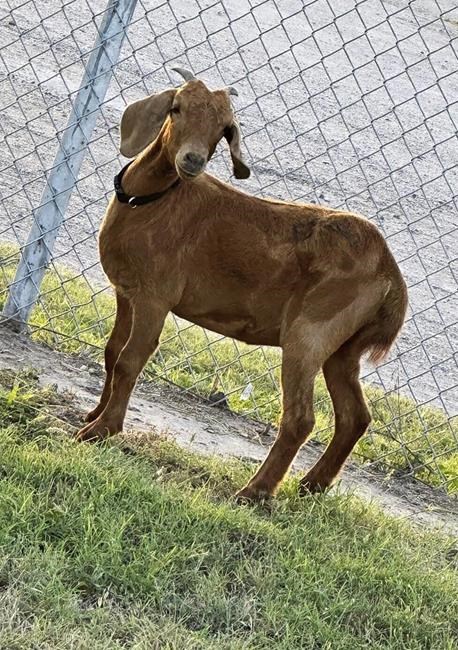 Avid search for missing Texas rodeo goat bringing residents of a small rural county together | iNFOnews.ca