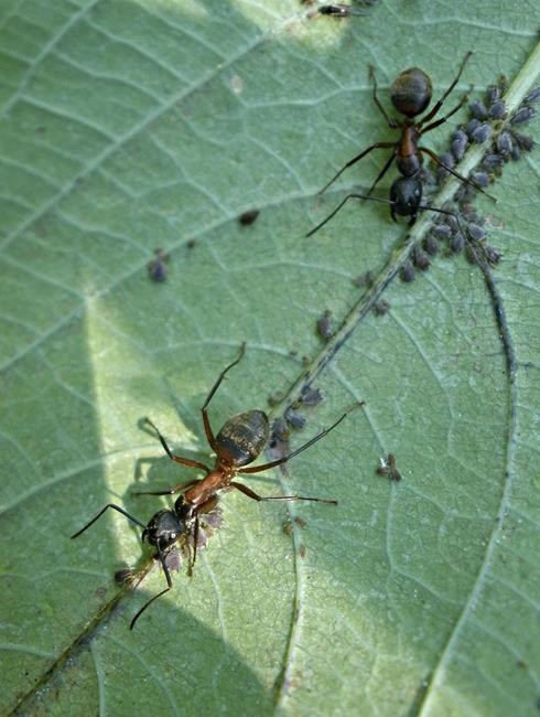 Are ants harmful to the garden? Usually not | iNFOnews.ca Are ants harmful to the garden? Usually not | iNFOnews.ca