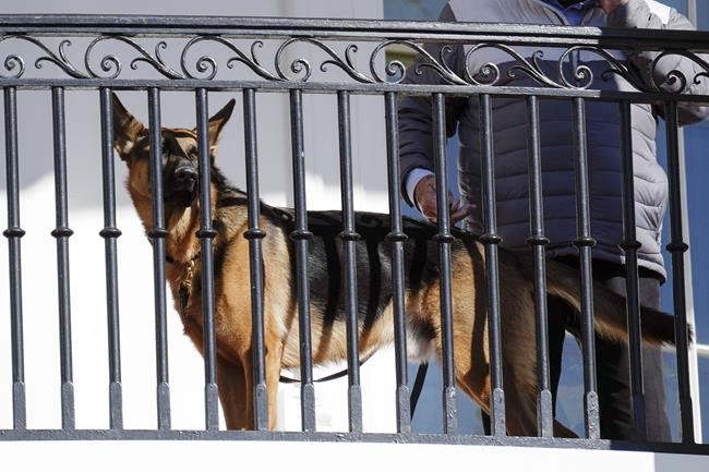 Biden's dog Commander has bitten Secret Service officers 10 times in four months, records show | iNFOnews.ca