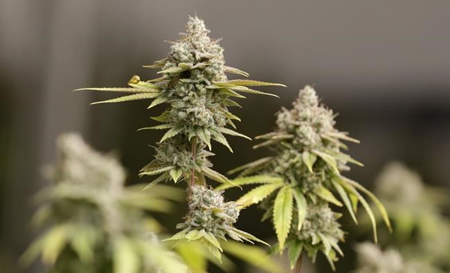 A campaign to ask Ohio voters to legalize recreational marijuana falls short -- for now | iNFOnews.ca A campaign to ask Ohio voters to legalize recreational marijuana falls short -- for now | iNFOnews.ca