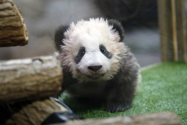 First panda born in France says goodbye and heads to China | iNFOnews.ca First panda born in France says goodbye and heads to China | iNFOnews.ca