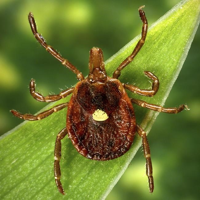 A meat allergy caused by tick spit is getting more common, CDC says | iNFOnews.ca A meat allergy caused by tick spit is getting more common, CDC says | iNFOnews.ca