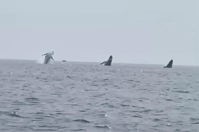'Whale ballet': Video shows 3 humpbacks jump in unison, a birthday surprise for man and daughters | iNFOnews.ca 'Whale ballet': Video shows 3 humpbacks jump in unison, a birthday surprise for man and daughters | iNFOnews.ca