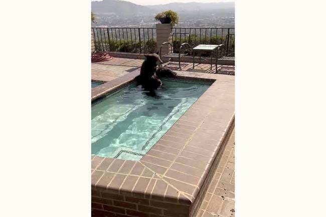In summer heat, bear spotted in Southern California backyard Jacuzzi | iNFOnews.ca