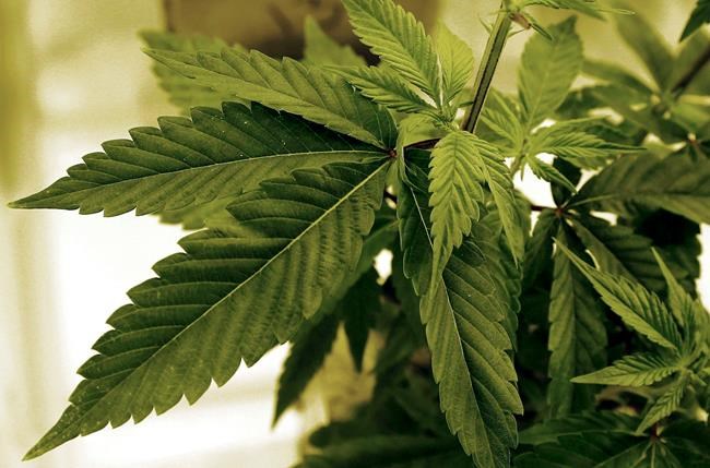 Red Lake Nation in northwestern Minnesota plans to roll out mobile cannabis dispensary | iNFOnews.ca