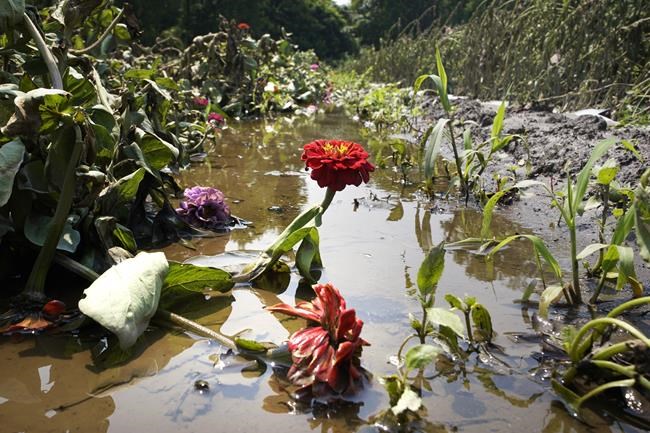 Where flooding has become more frequent, here's how gardeners can respond | iNFOnews.ca
