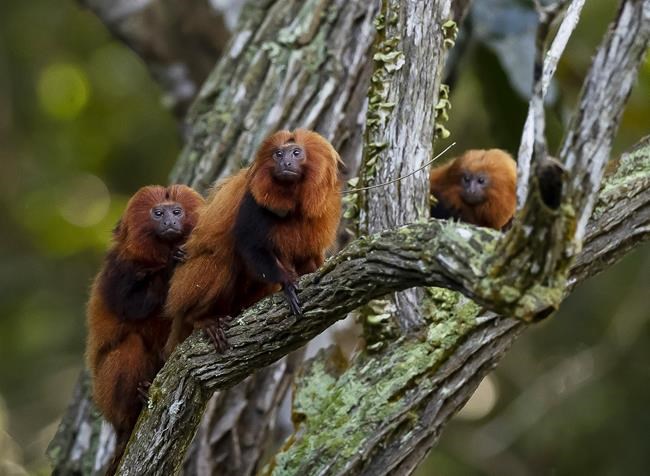 Once nearing extinction, Brazil's golden monkeys have rebounded from yellow fever, scientists say | iNFOnews.ca Once nearing extinction, Brazil's golden monkeys have rebounded from yellow fever, scientists say | iNFOnews.ca