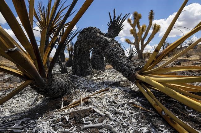 Progress made against massive California-Nevada wildfire but flames threaten iconic Joshua trees | iNFOnews.ca