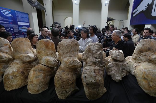 The heaviest animal ever may be this ancient whale found in the Peruvian desert | iNFOnews.ca The heaviest animal ever may be this ancient whale found in the Peruvian desert | iNFOnews.ca