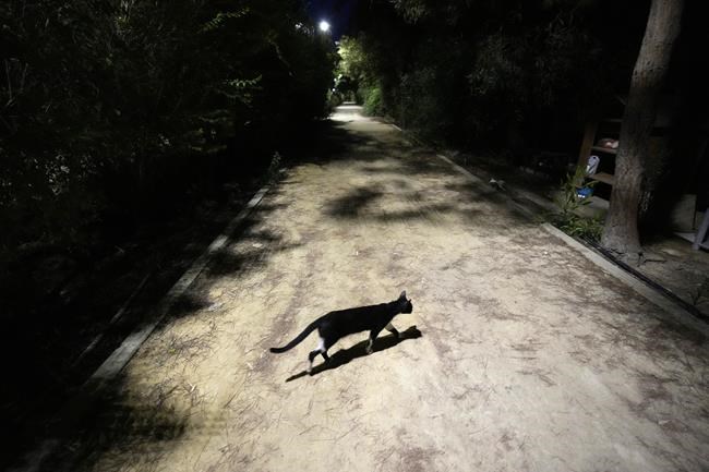 Cyprus allows human COVID-19 medications to be used against deadly virus mutation in cats | iNFOnews.ca Cyprus allows human COVID-19 medications to be used against deadly virus mutation in cats | iNFOnews.ca