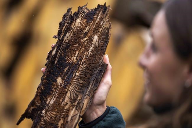 Bark beetles are eating through Germany's Harz forest. Climate change is making matters worse | iNFOnews.ca Bark beetles are eating through Germany's Harz forest. Climate change is making matters worse | iNFOnews.ca