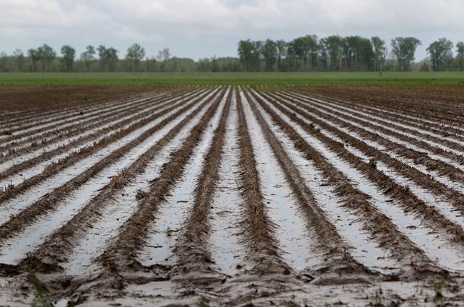 Quebec farmers seek help from government as crops devastated by heavy rains | iNFOnews.ca Quebec farmers seek help from government as crops devastated by heavy rains | iNFOnews.ca