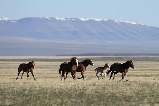 Federal agency given deadline to explain why deadly Nevada wild horse roundup should continue | iNFOnews.ca