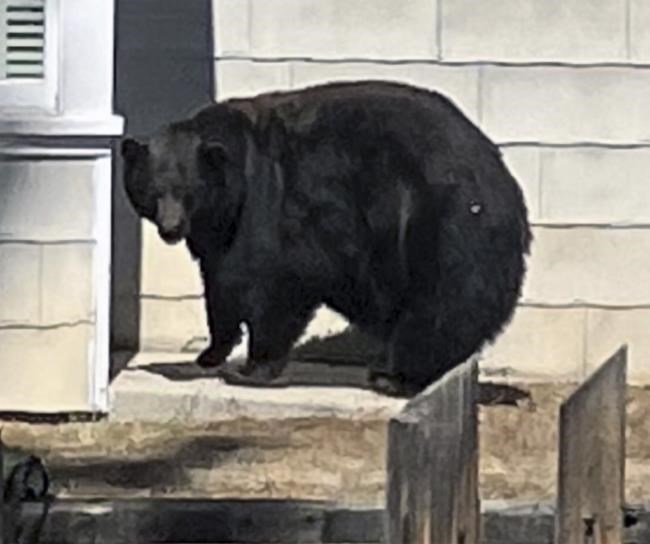 California authorities capture suspects in break-ins at Lake Tahoe homes: a mama bear and three cubs | iNFOnews.ca California authorities capture suspects in break-ins at Lake Tahoe homes: a mama bear and three cubs | iNFOnews.ca