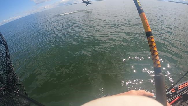 Nova Scotia angler hooks juvenile great white shark and story of a lifetime | iNFOnews.ca