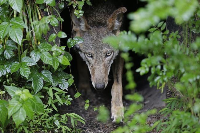 US commits to releasing more endangered red wolves into the wild, settling lawsuit | iNFOnews.ca