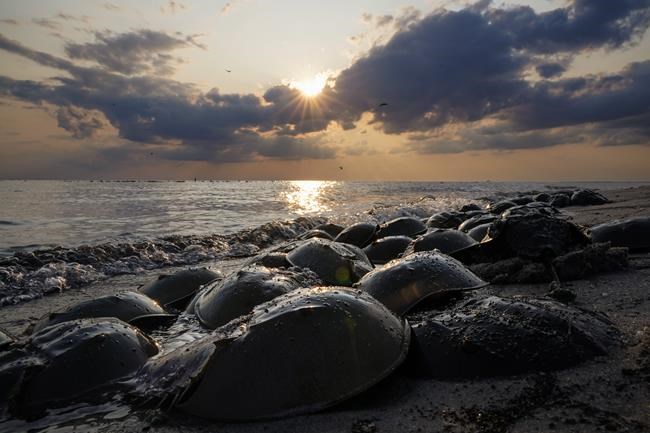 Harvest of horseshoe crabs, needed for blue blood, stopped during spawning season in national refuge | iNFOnews.ca Harvest of horseshoe crabs, needed for blue blood, stopped during spawning season in national refuge | iNFOnews.ca