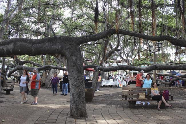 Ring by ring, majestic banyan tree in heart of fire-scorched Lahaina chronicles 150 years of history | iNFOnews.ca