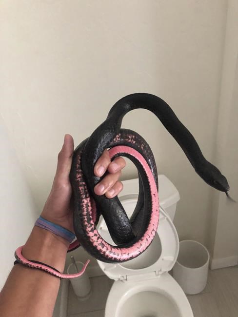 Snake in a toilet: Slithering visitor to Arizona home camps out where homeowner least expects it | iNFOnews.ca Snake in a toilet: Slithering visitor to Arizona home camps out where homeowner least expects it | iNFOnews.ca