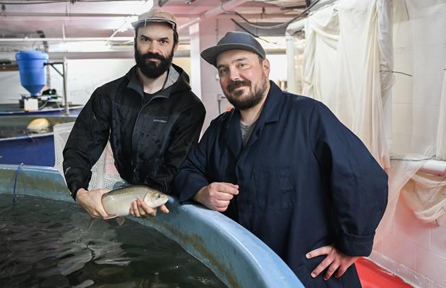 Montreal urban fish farmers say their Arctic char cuts greenhouse gases and waste | iNFOnews.ca Montreal urban fish farmers say their Arctic char cuts greenhouse gases and waste | iNFOnews.ca