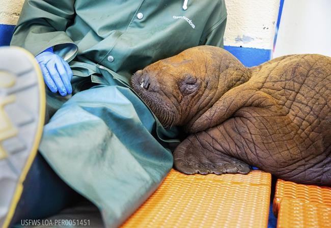 Rescued walrus calf that was receiving cuddles as part of his care in Alaska dies | iNFOnews.ca