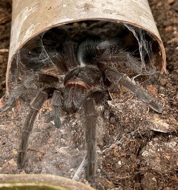 Border officers at Edmonton airport find tarantulas in plastic container, toy plane | iNFOnews.ca