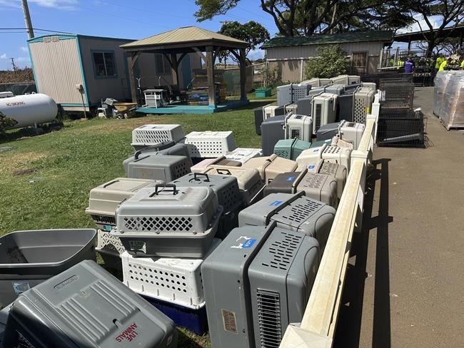 As people fled the fires, pets did too. Some emerged with marks of escape, but many remain lost | iNFOnews.ca As people fled the fires, pets did too. Some emerged with marks of escape, but many remain lost | iNFOnews.ca