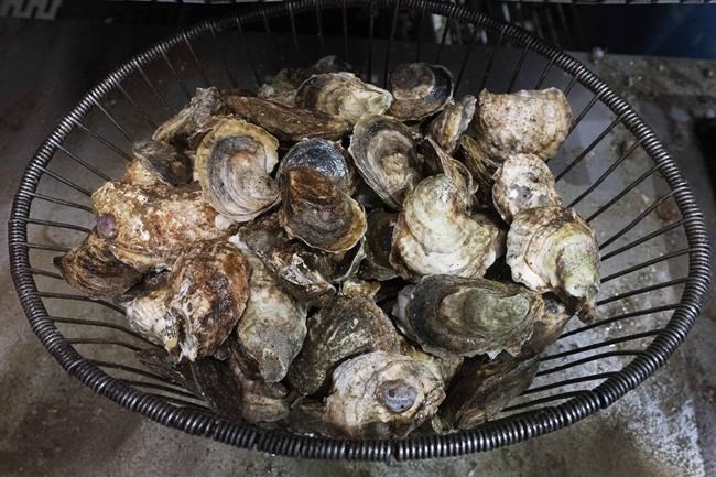 Two Connecticut deaths linked to bacteria found in raw shellfish | iNFOnews.ca Two Connecticut deaths linked to bacteria found in raw shellfish | iNFOnews.ca