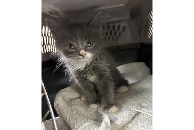 Cat's out of the bag: Kitten turns up in a stolen car in Connecticut | iNFOnews.ca Cat's out of the bag: Kitten turns up in a stolen car in Connecticut | iNFOnews.ca