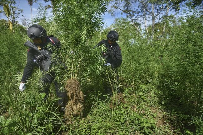 Indonesia burns marijuana plantation that was discovered by drones | iNFOnews.ca Indonesia burns marijuana plantation that was discovered by drones | iNFOnews.ca