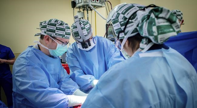 Pig kidney works in a donated body for over a month, a step toward animal-human transplants | iNFOnews.ca Pig kidney works in a donated body for over a month, a step toward animal-human transplants | iNFOnews.ca