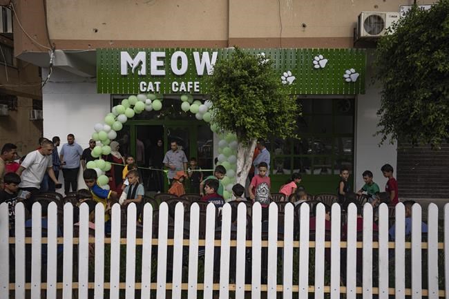 The Gaza Strip gets its first cat cafe, a cozy refuge from life under blockade | iNFOnews.ca