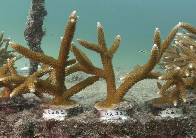Sea temperatures lead to unprecedented, dangerous bleaching of Florida's coral reef, experts say | iNFOnews.ca Sea temperatures lead to unprecedented, dangerous bleaching of Florida's coral reef, experts say | iNFOnews.ca