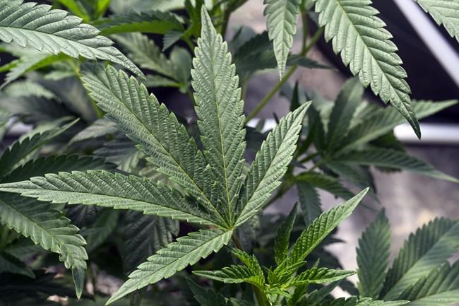 New York judge blocks retail marijuana licensing, a major blow to state's fledgling program | iNFOnews.ca New York judge blocks retail marijuana licensing, a major blow to state's fledgling program | iNFOnews.ca