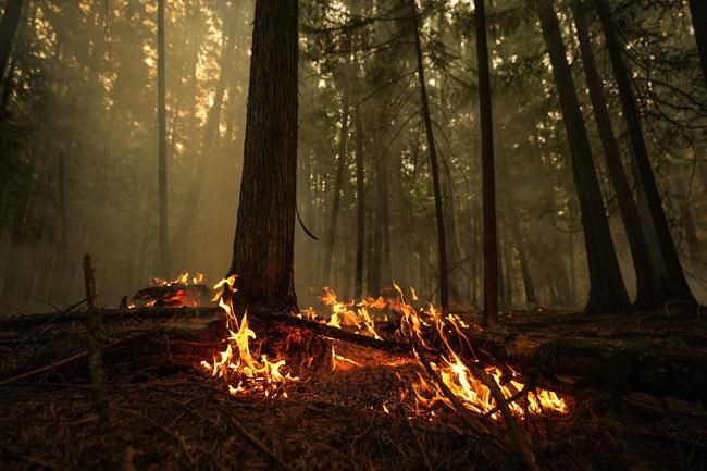 The latest news on the wildfires ravaging British Columbia | iNFOnews.ca The latest news on the wildfires ravaging British Columbia | iNFOnews.ca