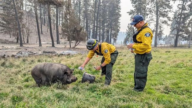 Helicopter airdrop of granola bars for Poomba the pig, after surviving B.C. wildfire | iNFOnews.ca Helicopter airdrop of granola bars for Poomba the pig, after surviving B.C. wildfire | iNFOnews.ca