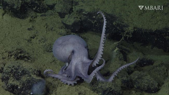 Deep-sea 'hot tubs' help octopus moms hatch their eggs faster | iNFOnews.ca Deep-sea 'hot tubs' help octopus moms hatch their eggs faster | iNFOnews.ca