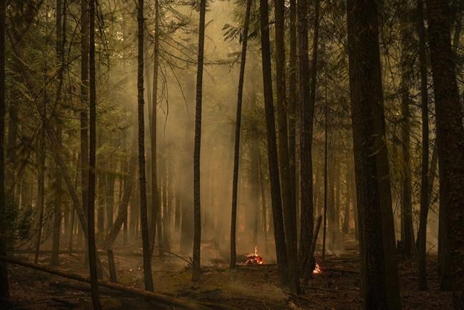 Canadians unified on forest protection although wildfire cause divisive: poll | iNFOnews.ca