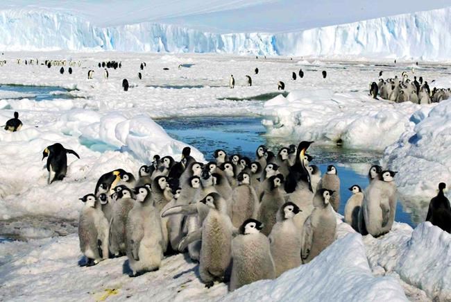 Loss of Antarctic ice hurting survival of emperor penguin chicks, study says | iNFOnews.ca Loss of Antarctic ice hurting survival of emperor penguin chicks, study says | iNFOnews.ca