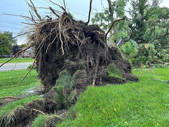 7 tornadoes confirmed as Michigan storms down trees and power lines; 5 people killed | iNFOnews.ca 7 tornadoes confirmed as Michigan storms down trees and power lines; 5 people killed | iNFOnews.ca