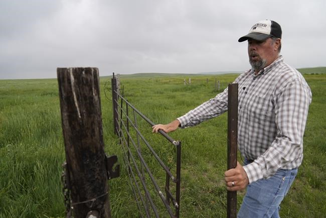 North American grassland birds in peril, spurring all-out effort to save birds and their habitat | iNFOnews.ca North American grassland birds in peril, spurring all-out effort to save birds and their habitat | iNFOnews.ca