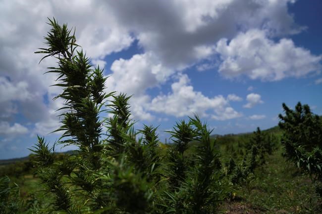 Bahamas introduces bills to legalize marijuana for medical and religious purposes | iNFOnews.ca Bahamas introduces bills to legalize marijuana for medical and religious purposes | iNFOnews.ca