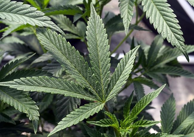 US regulators might change how they classify marijuana. Here's what that would mean | iNFOnews.ca US regulators might change how they classify marijuana. Here's what that would mean | iNFOnews.ca
