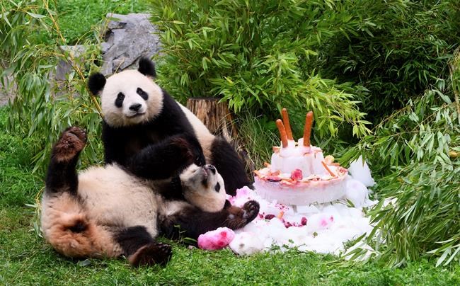 Germany-born pandas celebrate their 4th birthday ahead of expected trip to China | iNFOnews.ca Germany-born pandas celebrate their 4th birthday ahead of expected trip to China | iNFOnews.ca