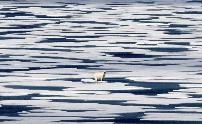 Scientists say study found a direct link between greenhouse gas emissions and polar bear survival | iNFOnews.ca